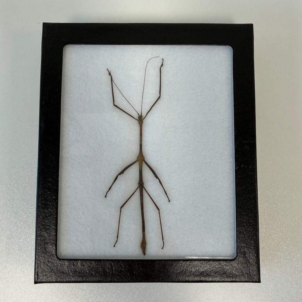 Framed Preserved Stick Insect Taxidermy Shadow Box Made in America 6.25"x5.25"